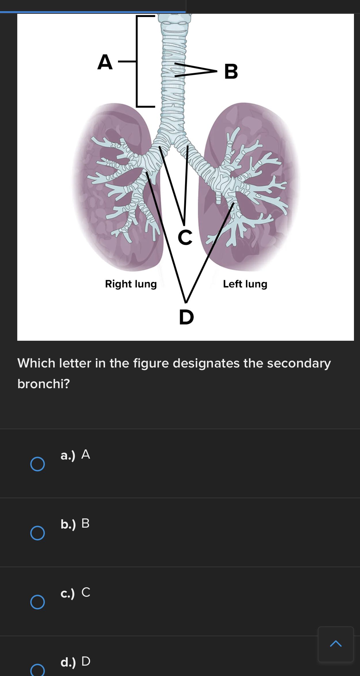 A B C Right lung Left lung D Which letter in the