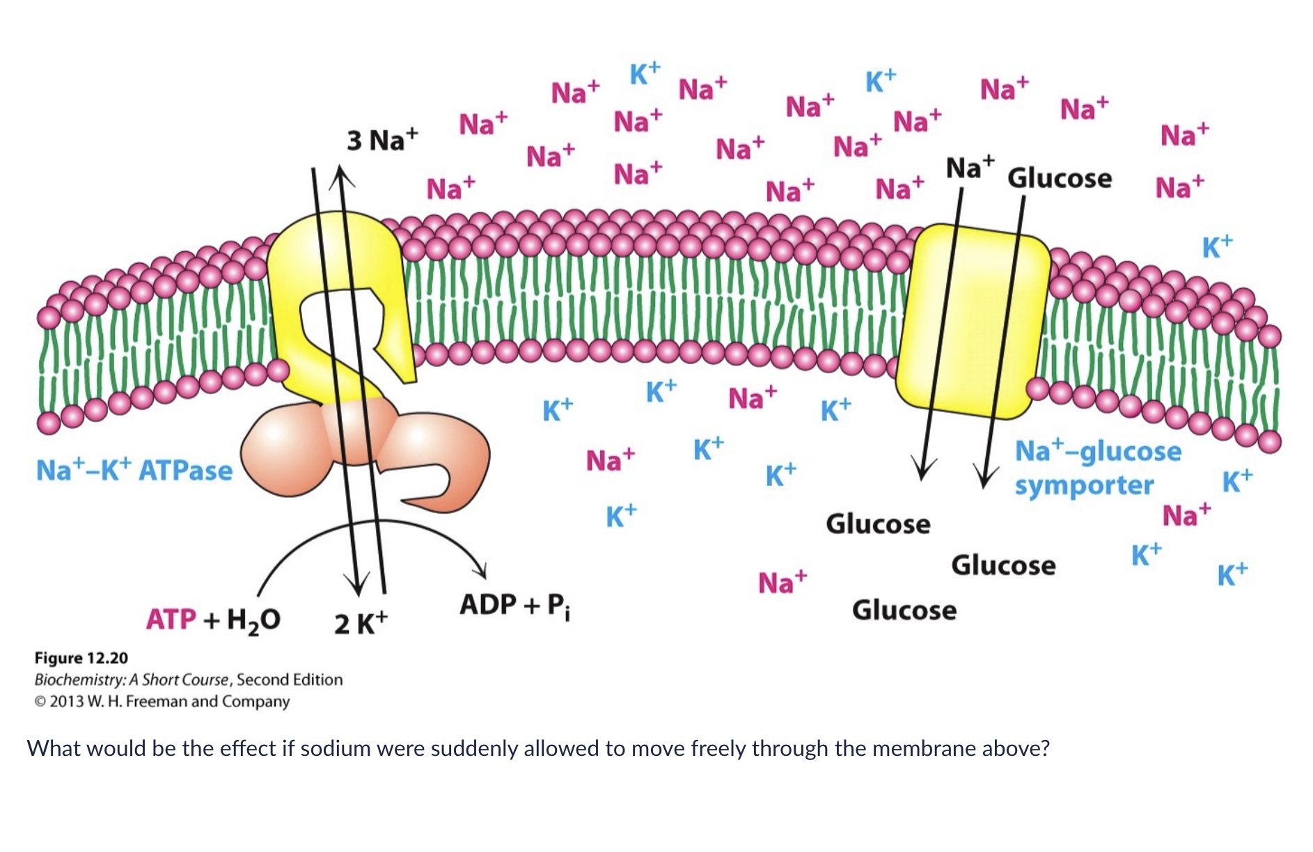 sodium would diffuse against its gradient. True