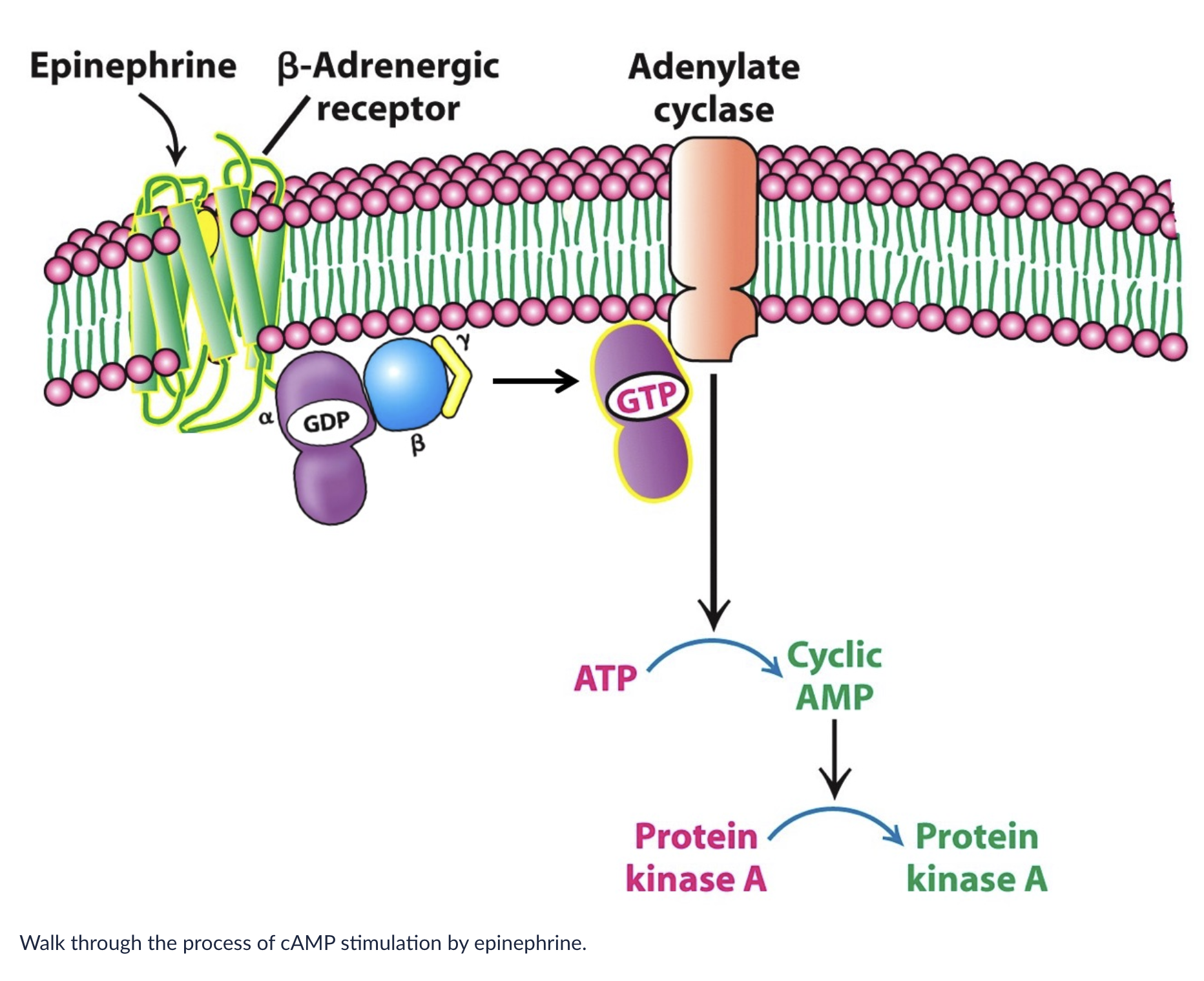 Interactions with active alpha-GTP inhibit
