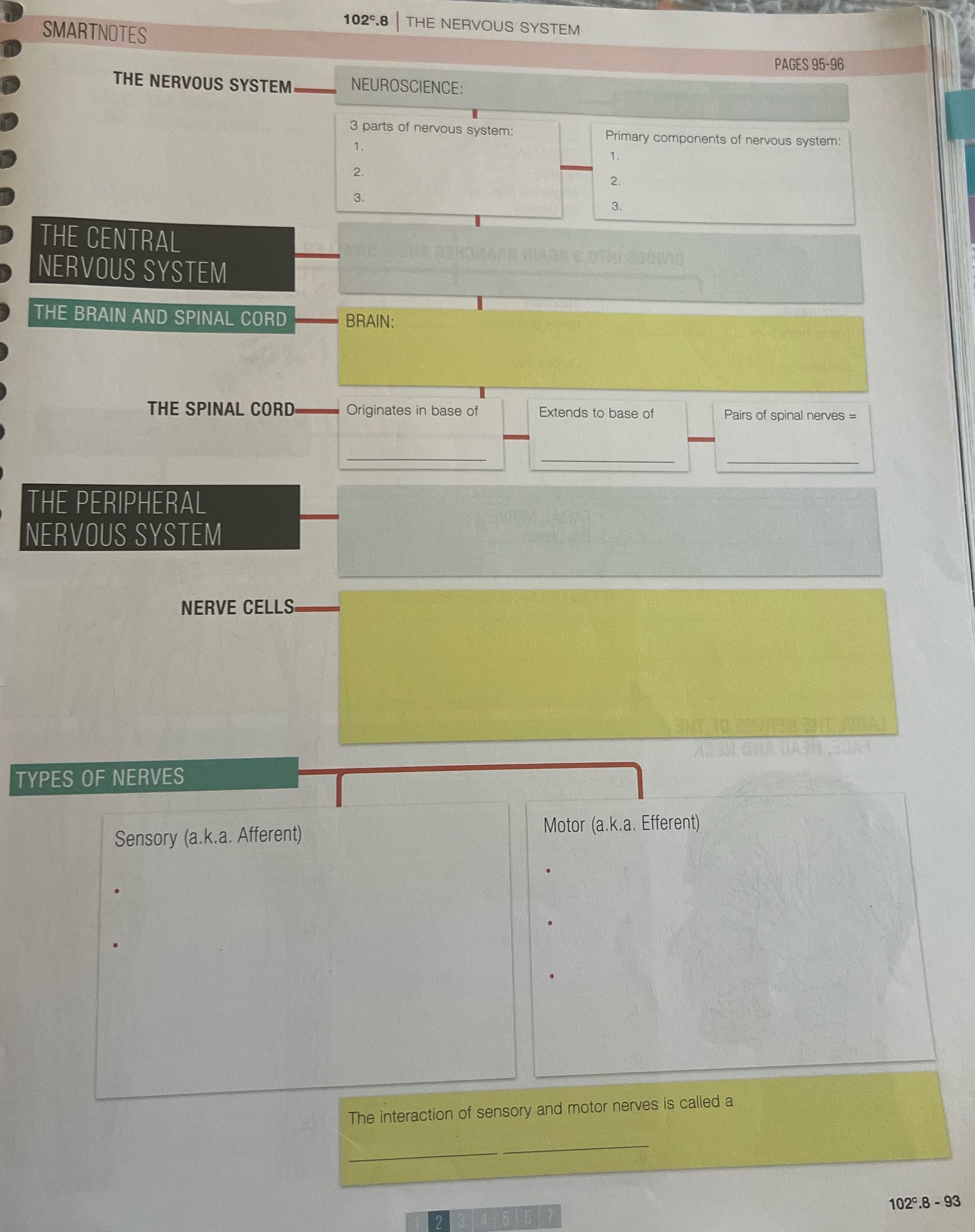 102.8 THE NERVOUS SYSTEM SMARTNOTES PAGES 95-96