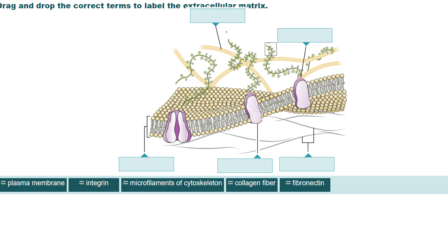 match rag and drop the correct terms to label the