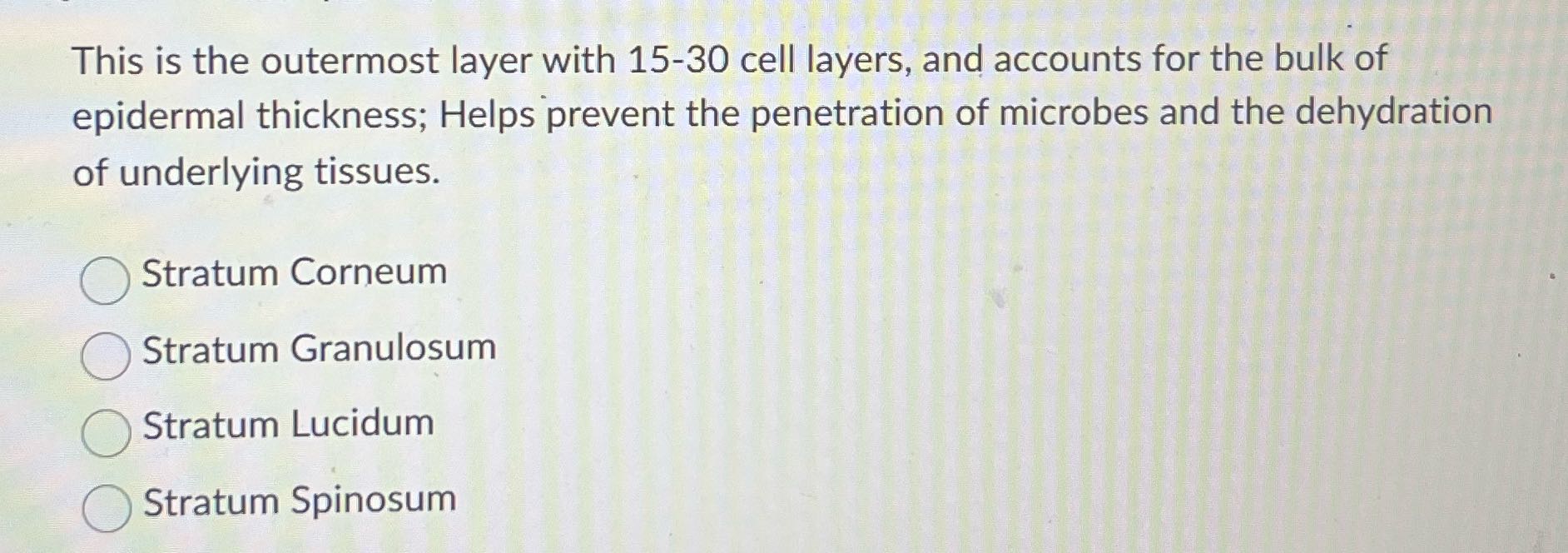This is the outermost layer with 15-30 cell