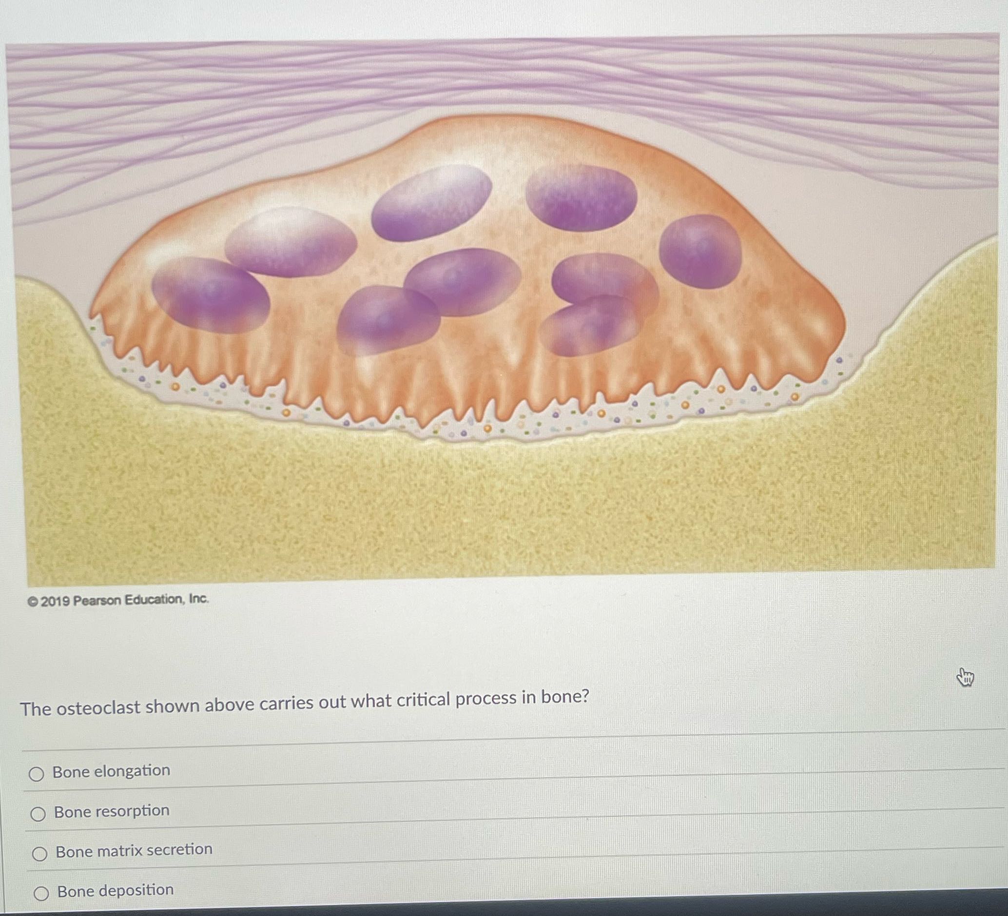 What is the correct answer 2019 Pearson