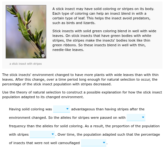 answer A stick insect may have solid coloring or