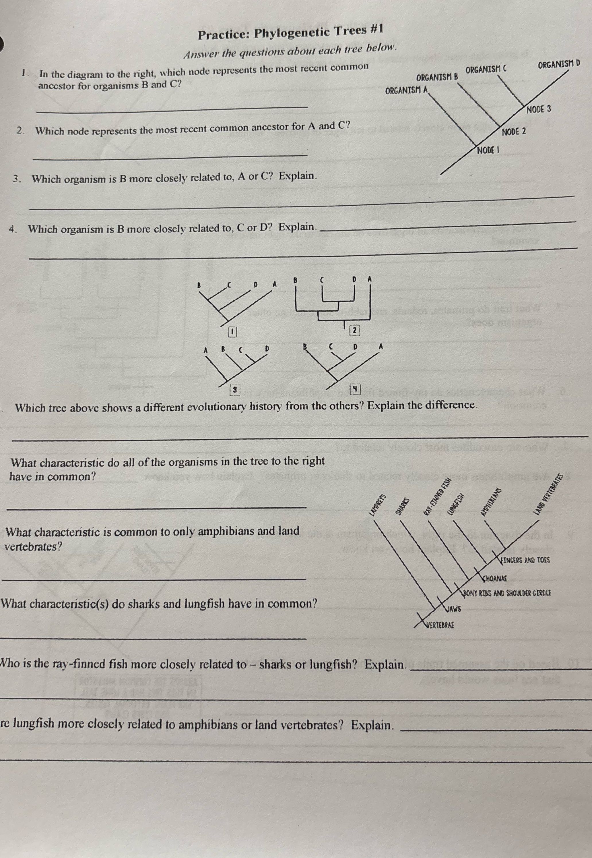 answer Practice: Phylogenetic Trees #1 Answer the
