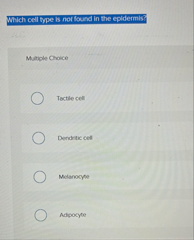 Which cell type is not found in the epidermis?