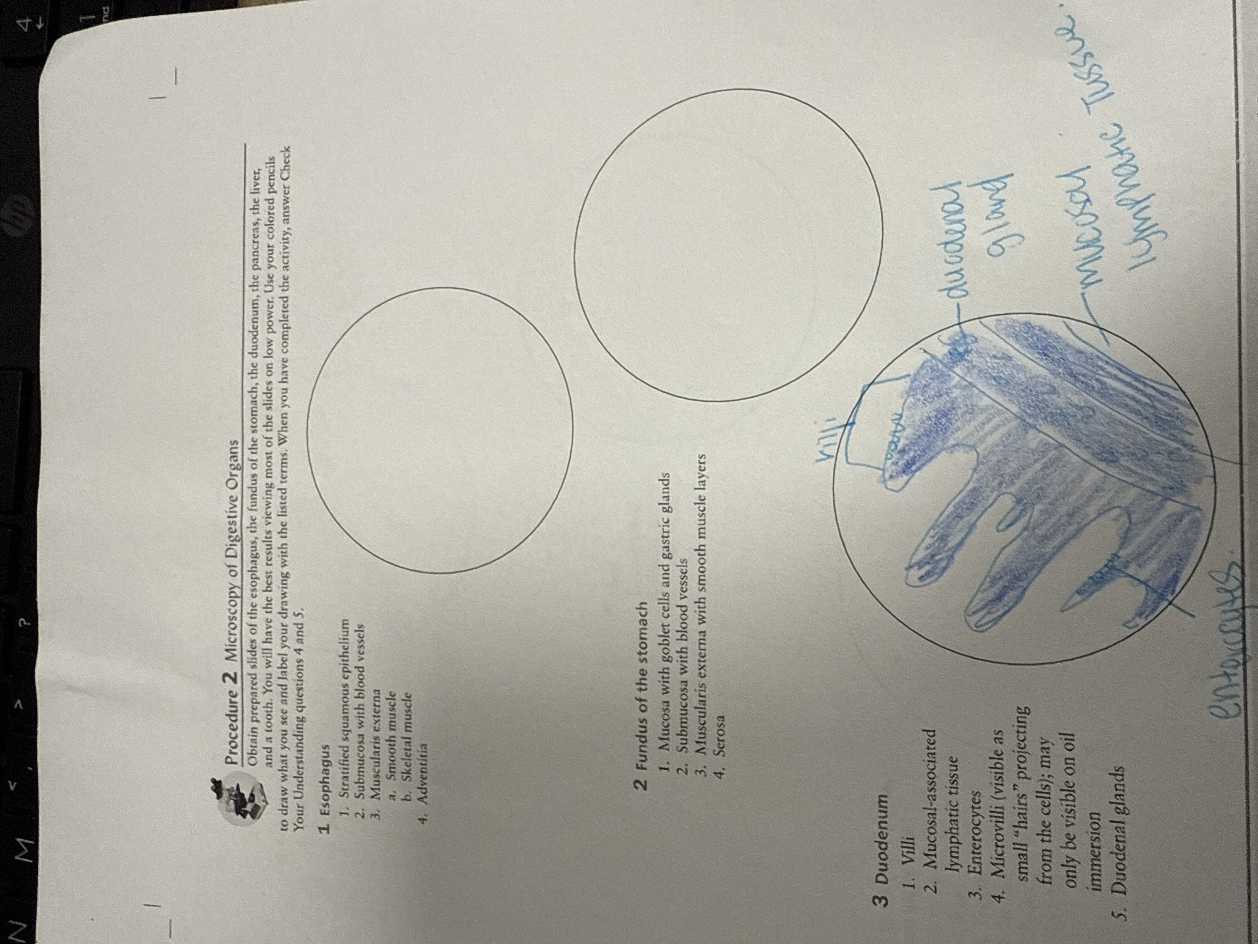 Procedure 2 microscopy of digestive organs N M
