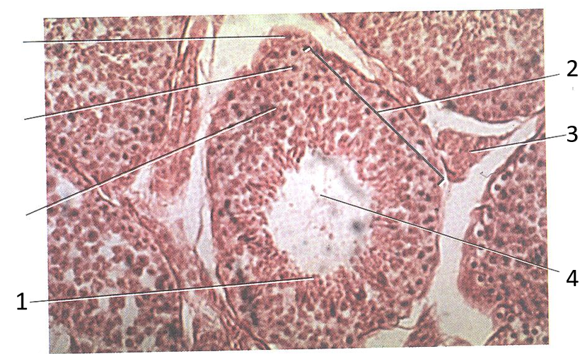 What process occurs in the structures indicated
