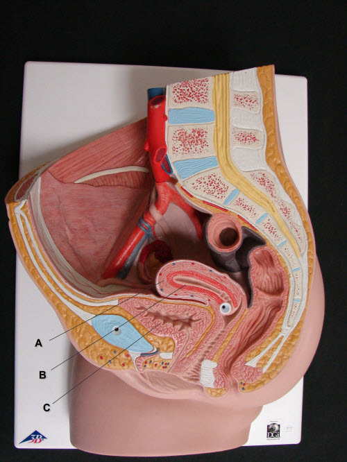 Identify the structure labeled A.Question 18