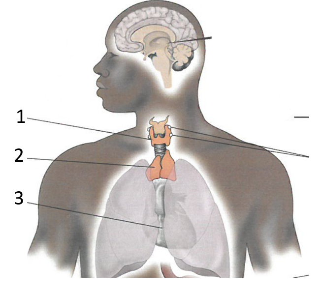 Identify the structure indicated by number
