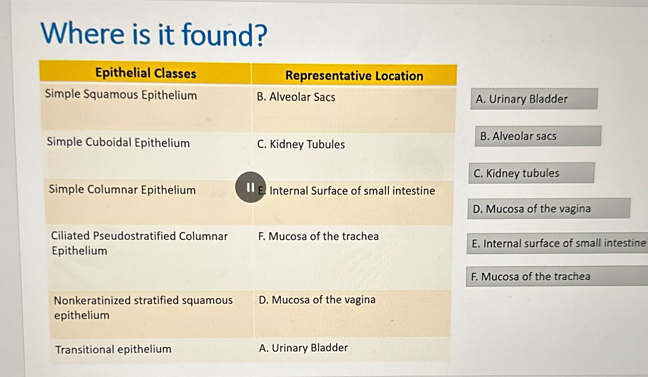 Where is it found? Epithelial Classes
