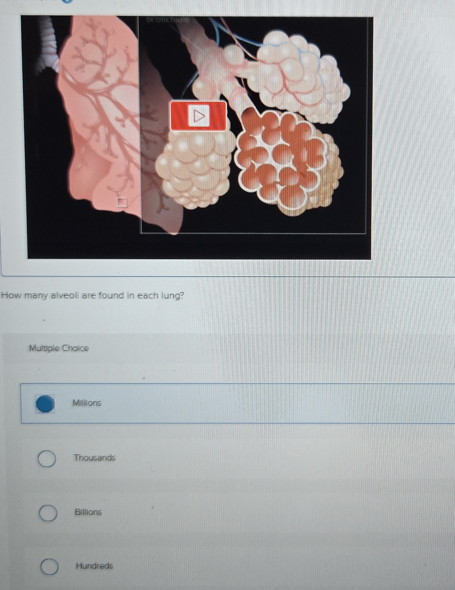 D How many alveoli are found in each lung?