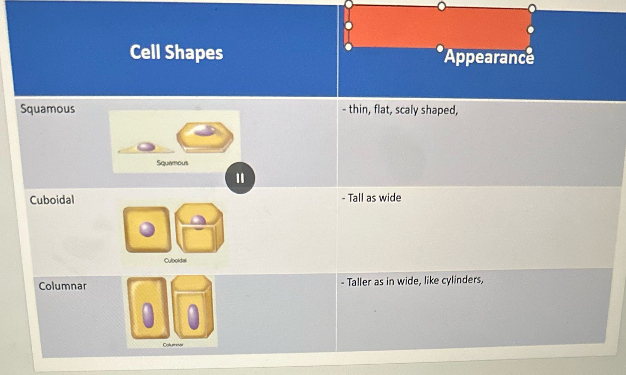 Cell Shapes Appearance Squamous - thin, flat,