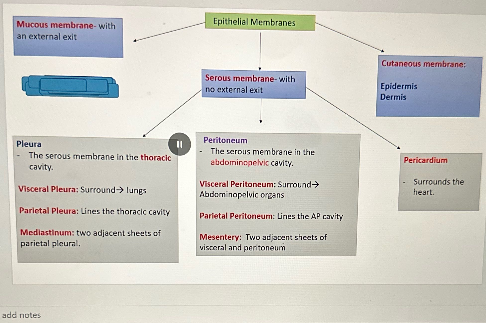 Mucous membrane- with Epithelial Membranes an