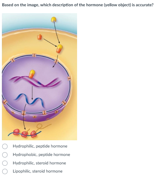 help me please Based on the image, which description of the hormone