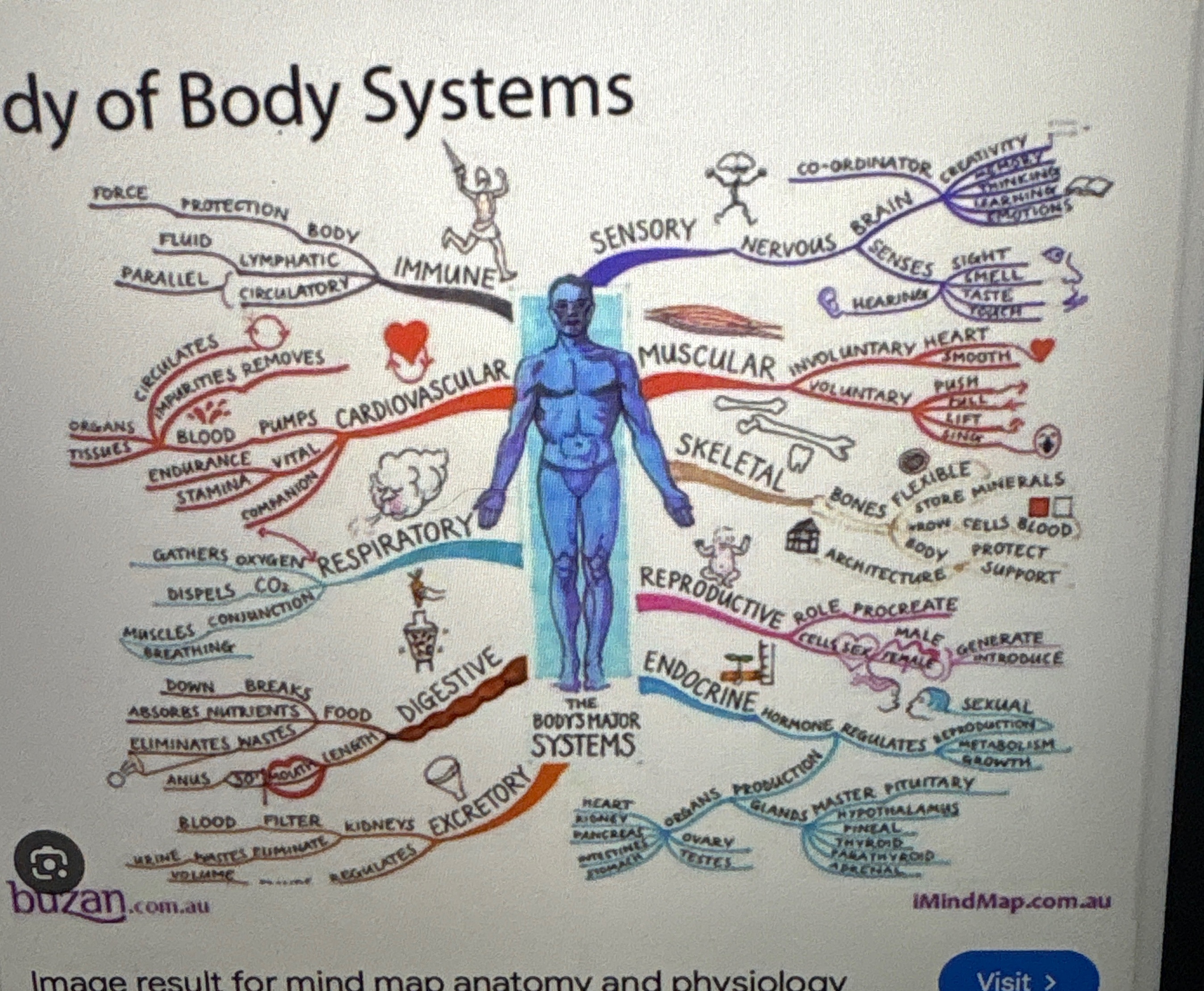 Create a in depth mind map about the anatomy and