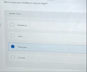 Which bones are modified in bats for flight?