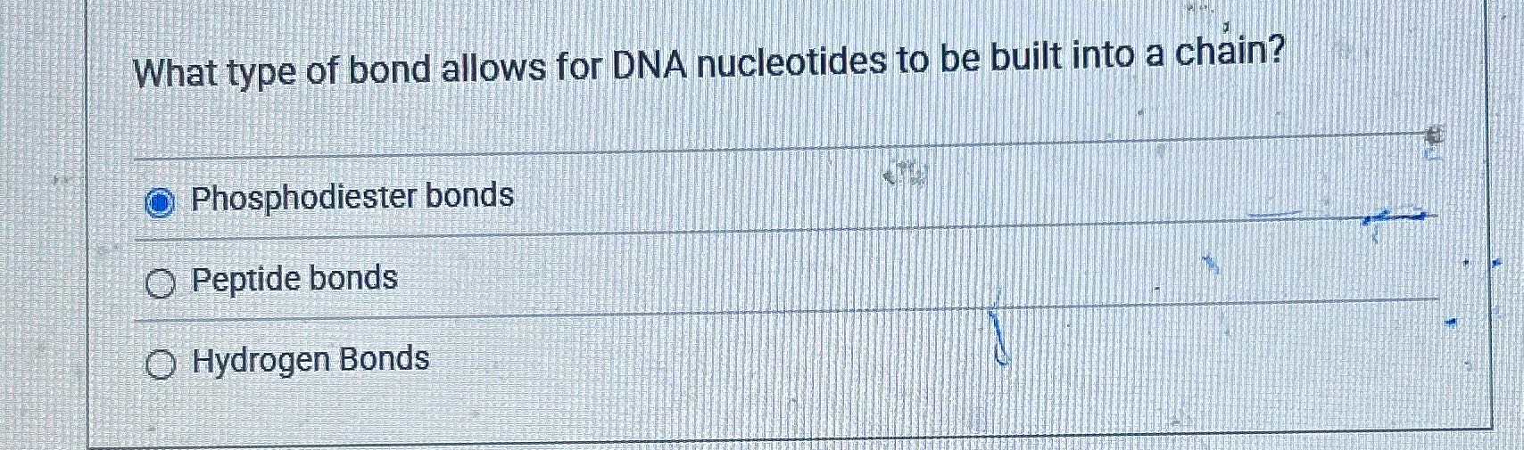 What type of bond allows for DNA nucleotides to