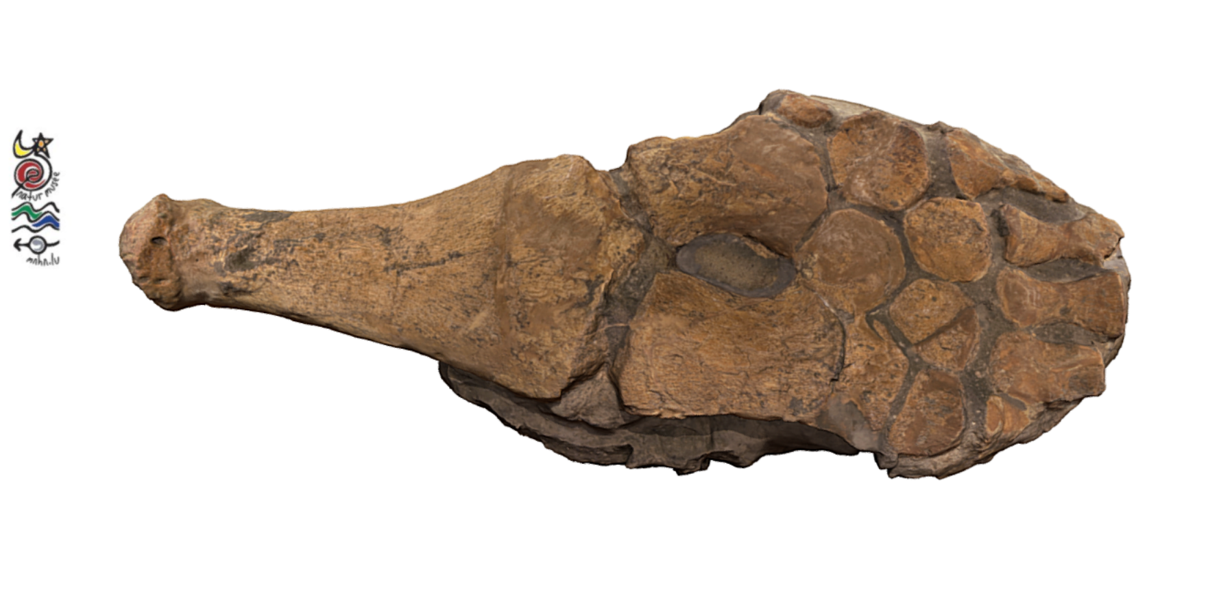 Which bone/bones of the skeleton are not present