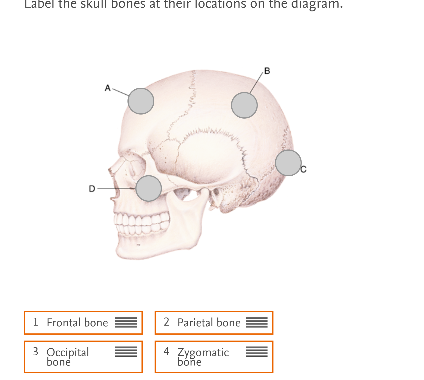 answer the question Label the skull bones at