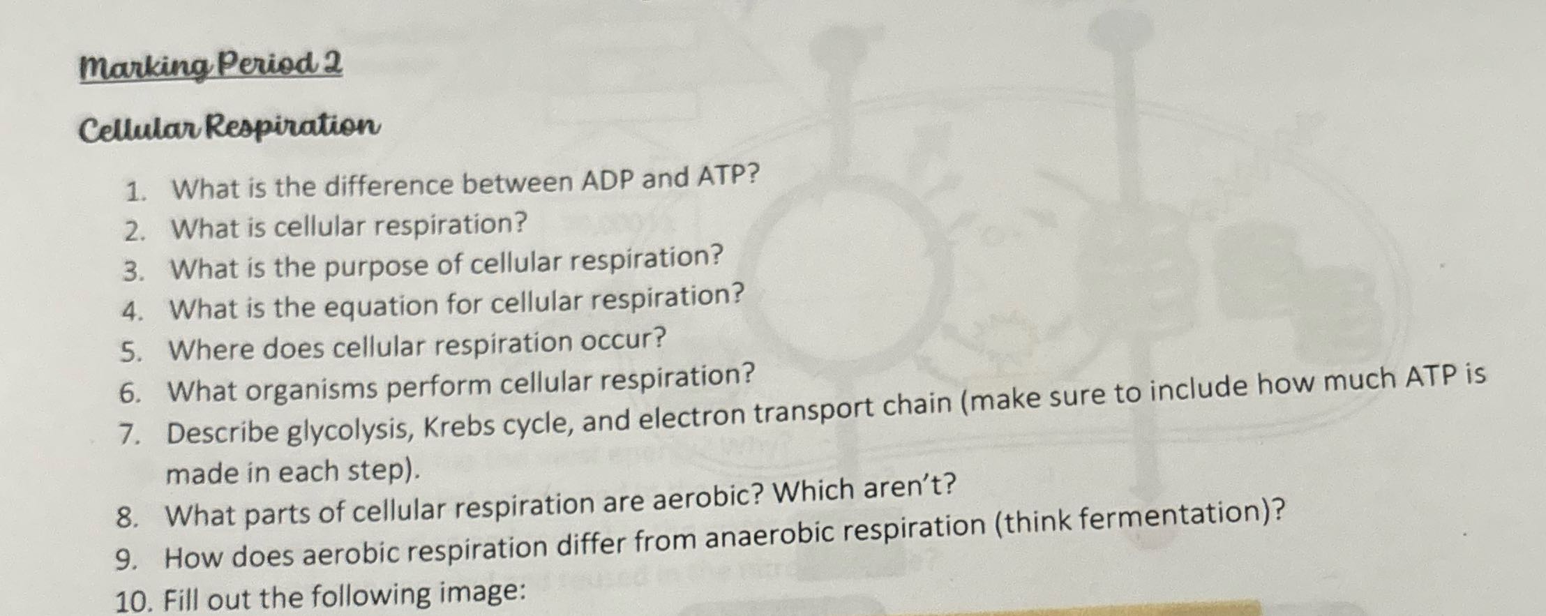marking Period 2 Cellular Respiration 1. What is