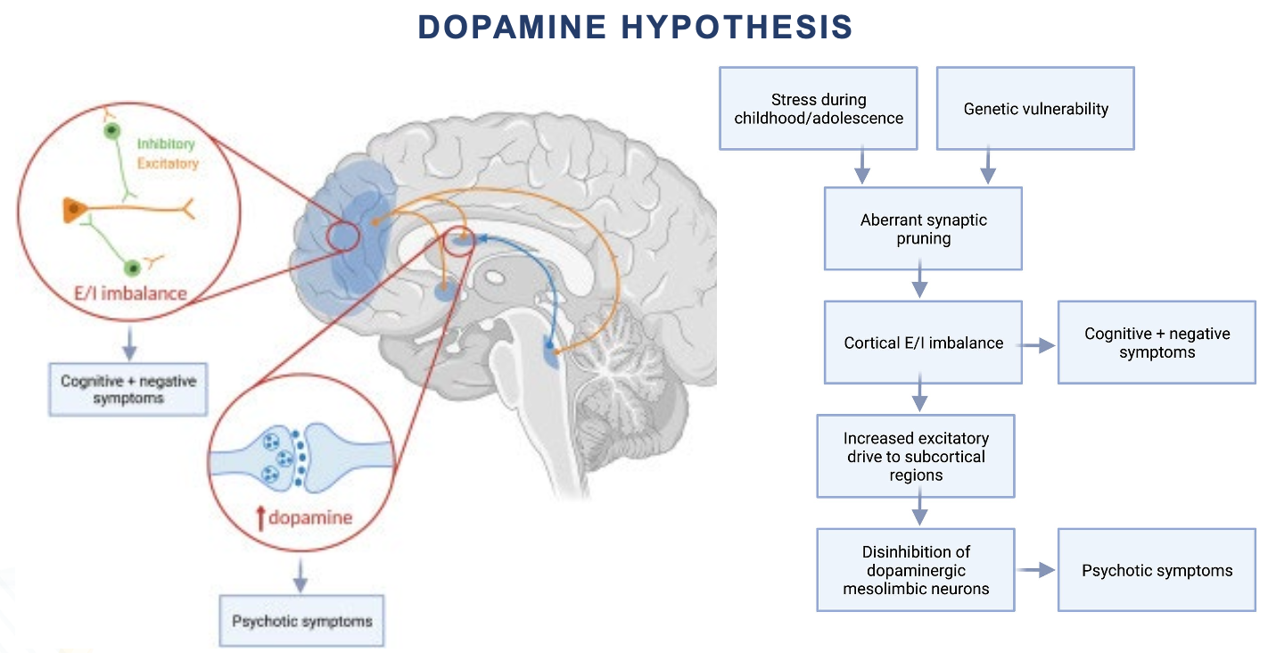 explain DOPAMINE HYPOTHESIS Stress during