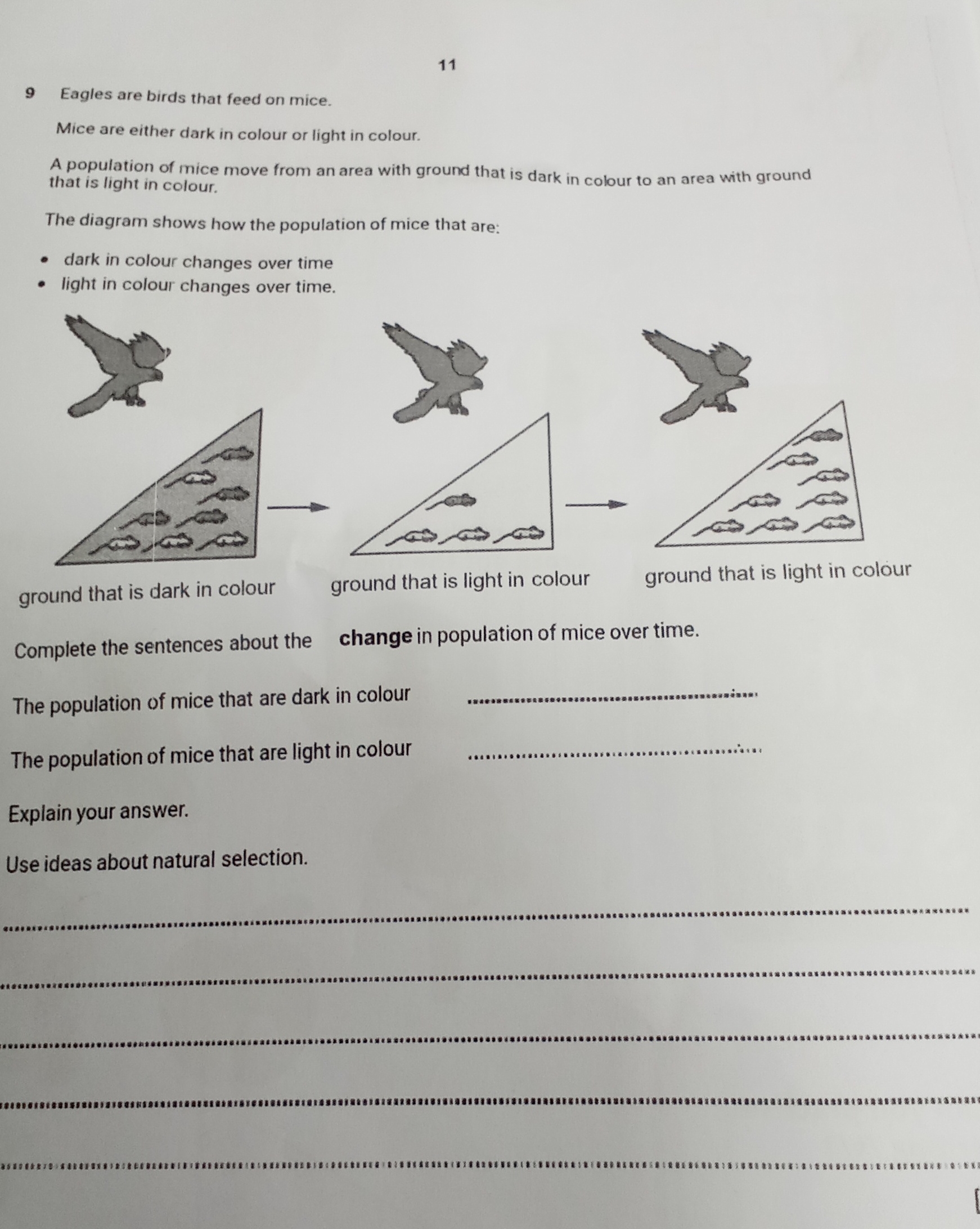 Answer carefully 11 9 Eagles are birds that feed