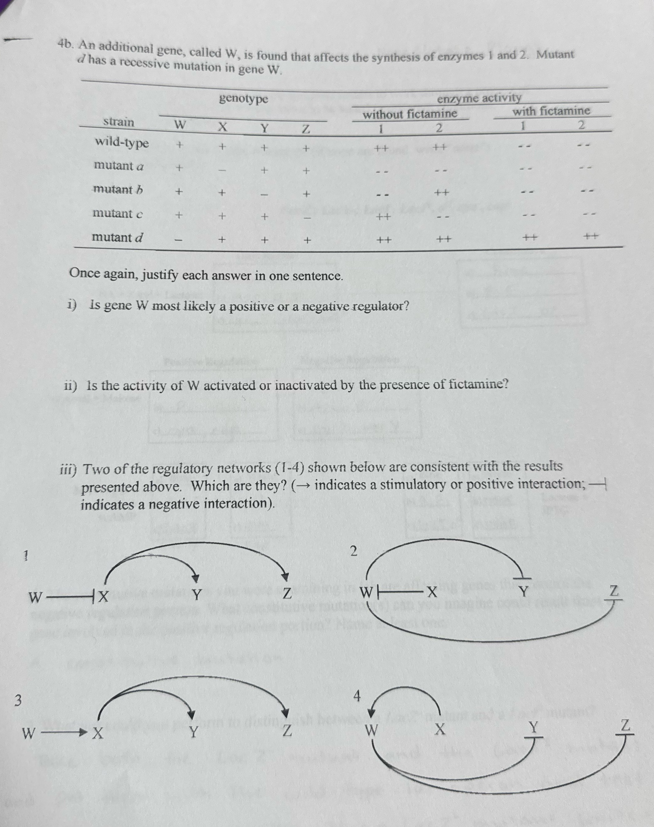 4b. An additional gene, called W, is found that