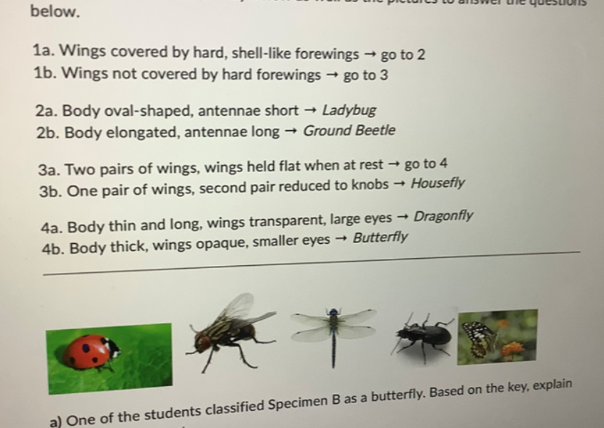 below. 1a. Wings covered by hard, shell-like