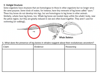 answer, no big words. 5. Vestigial Structures
