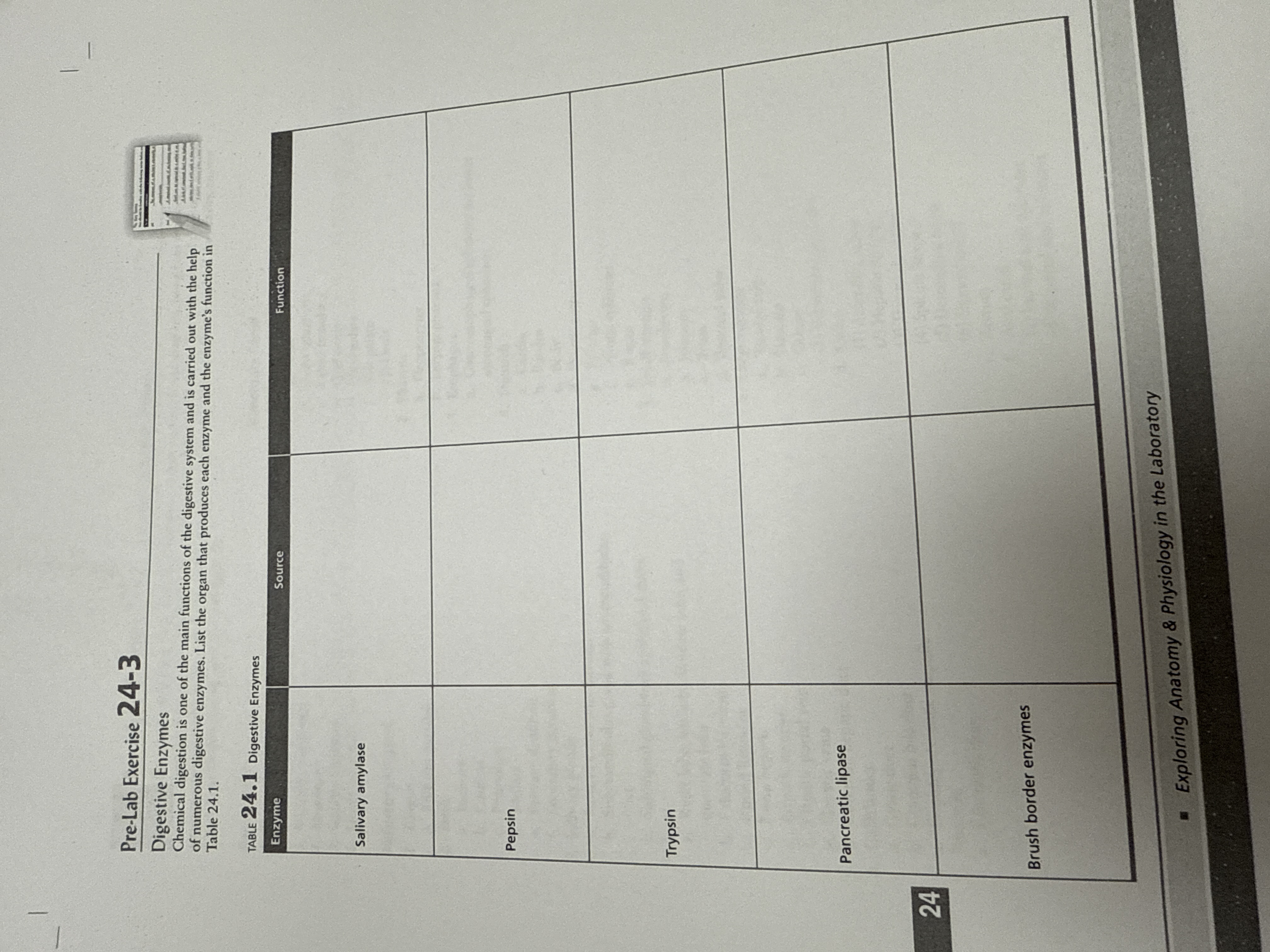 Pre lab exercise 24-3 anatomy Pre-Lab Exercise