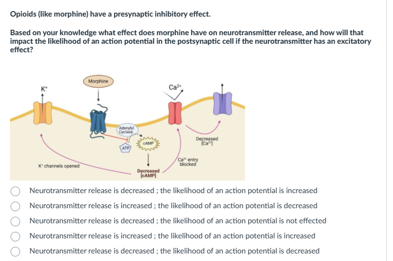 help me please Opioids (like morphine) have a
