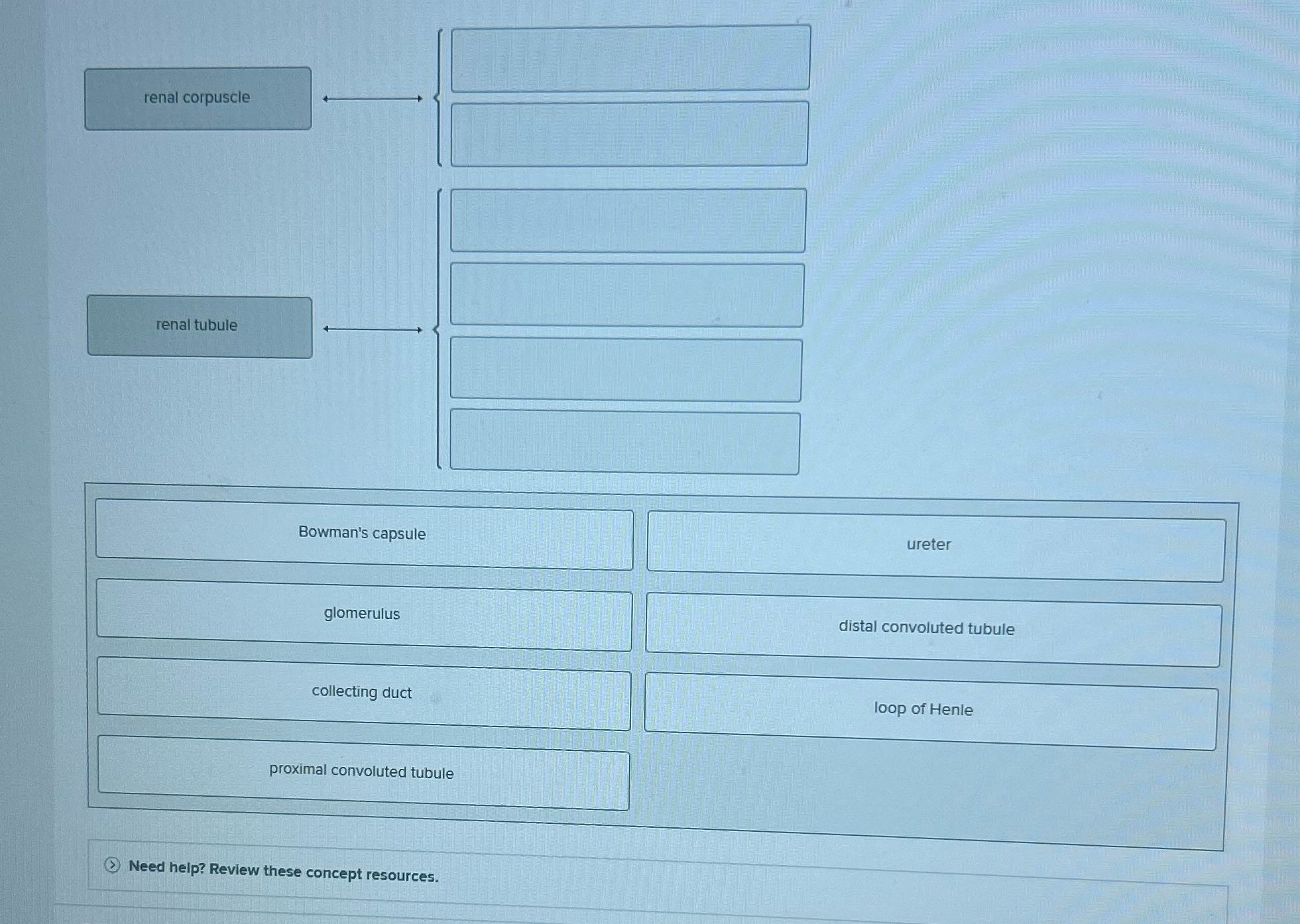 renal corpuscle renal tubule Bowman's