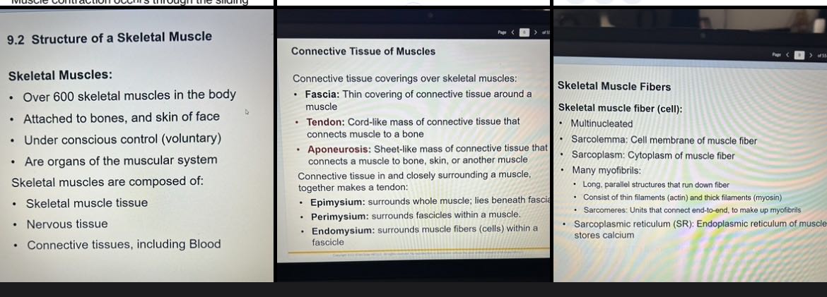 Using this image, summarize the basic structures of the muscular system. Include