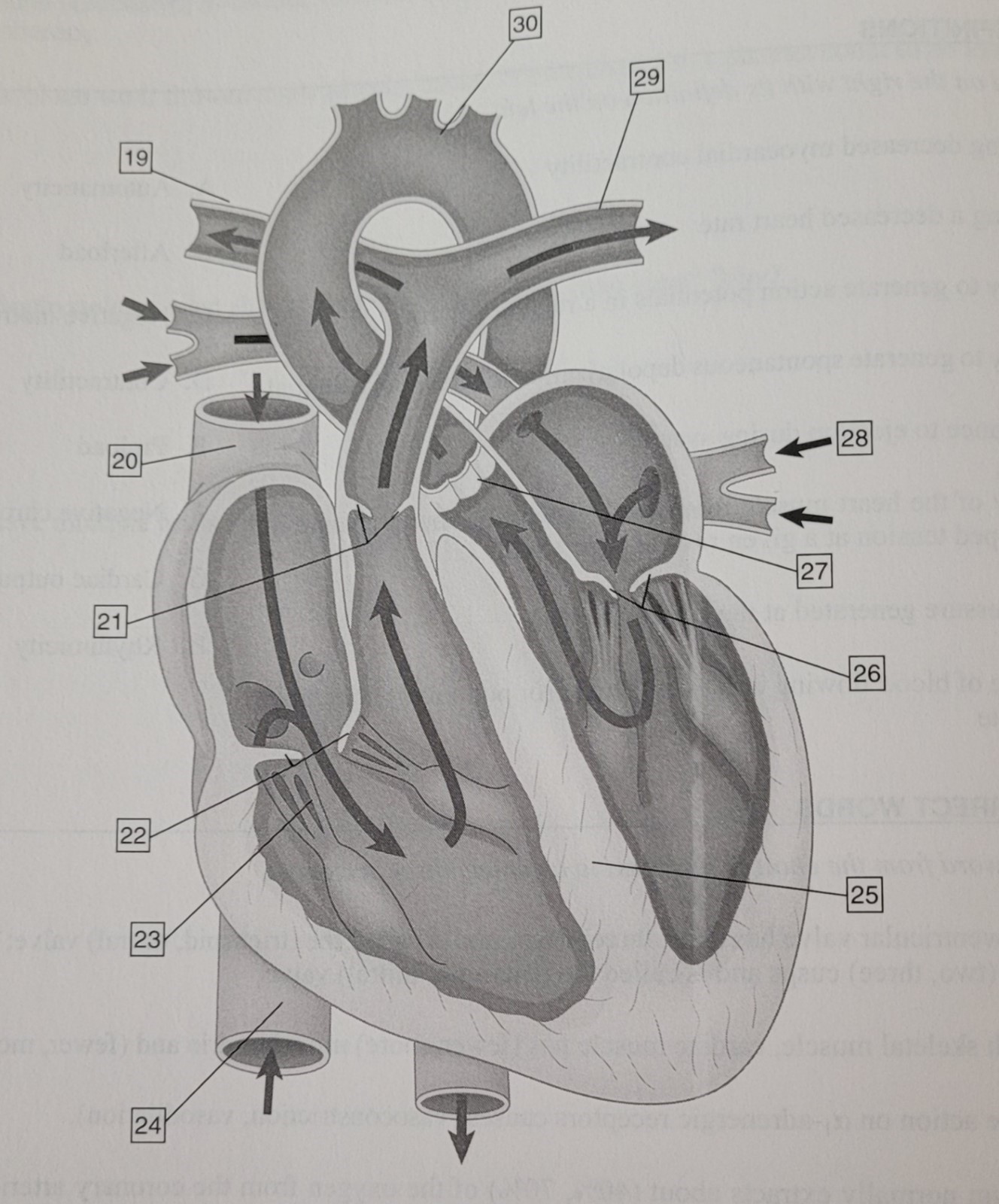 Name the structure and function of each numbered