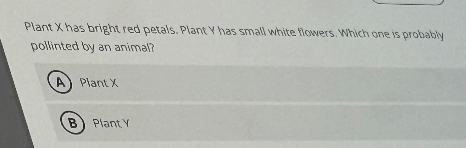 Plant X has bright red petals. Plant Y has small