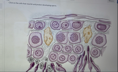 Refum Cick on the cells that nourish and protect