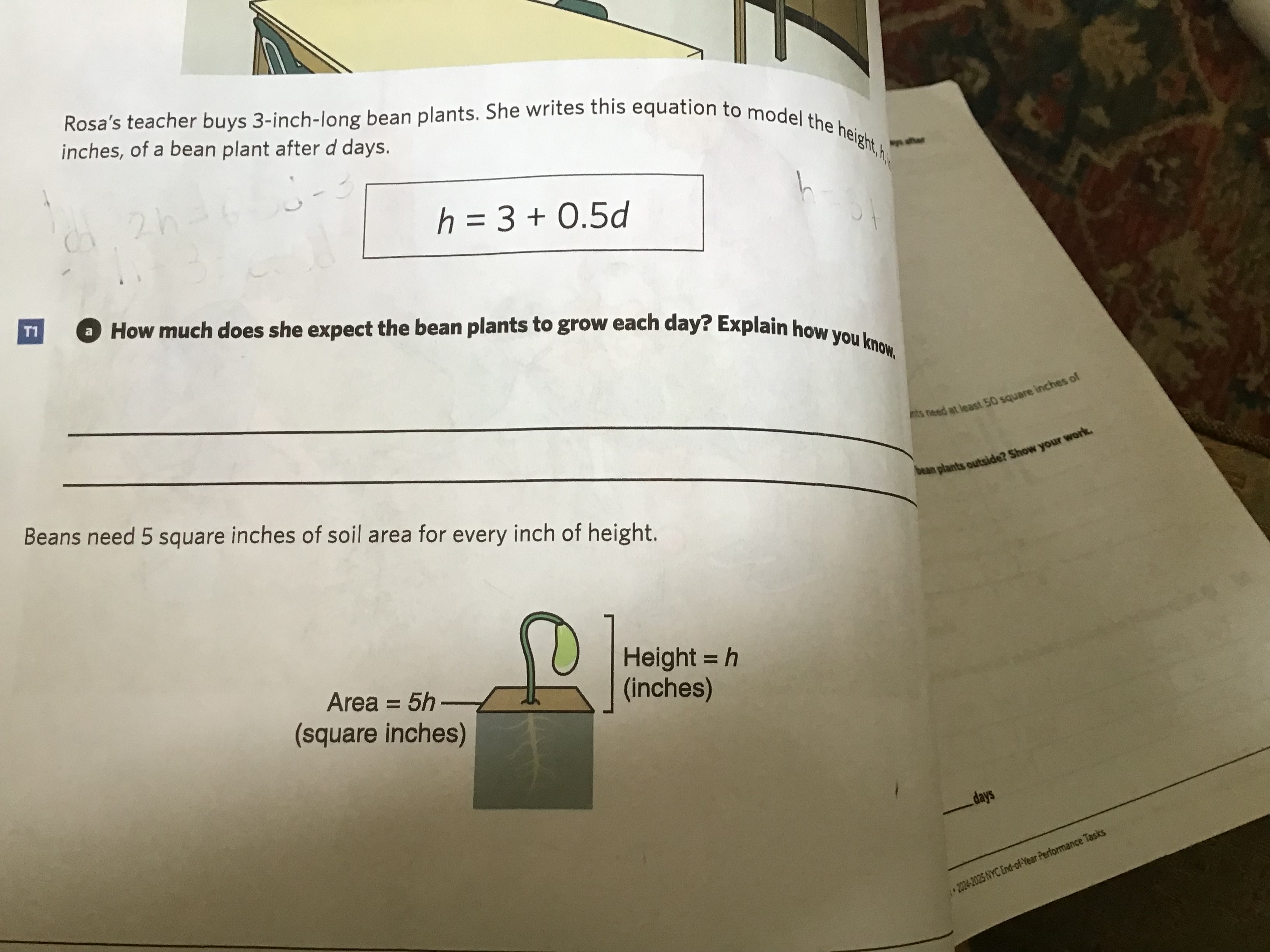 Rosa's teacher buys 3 - inch - long bean plants.