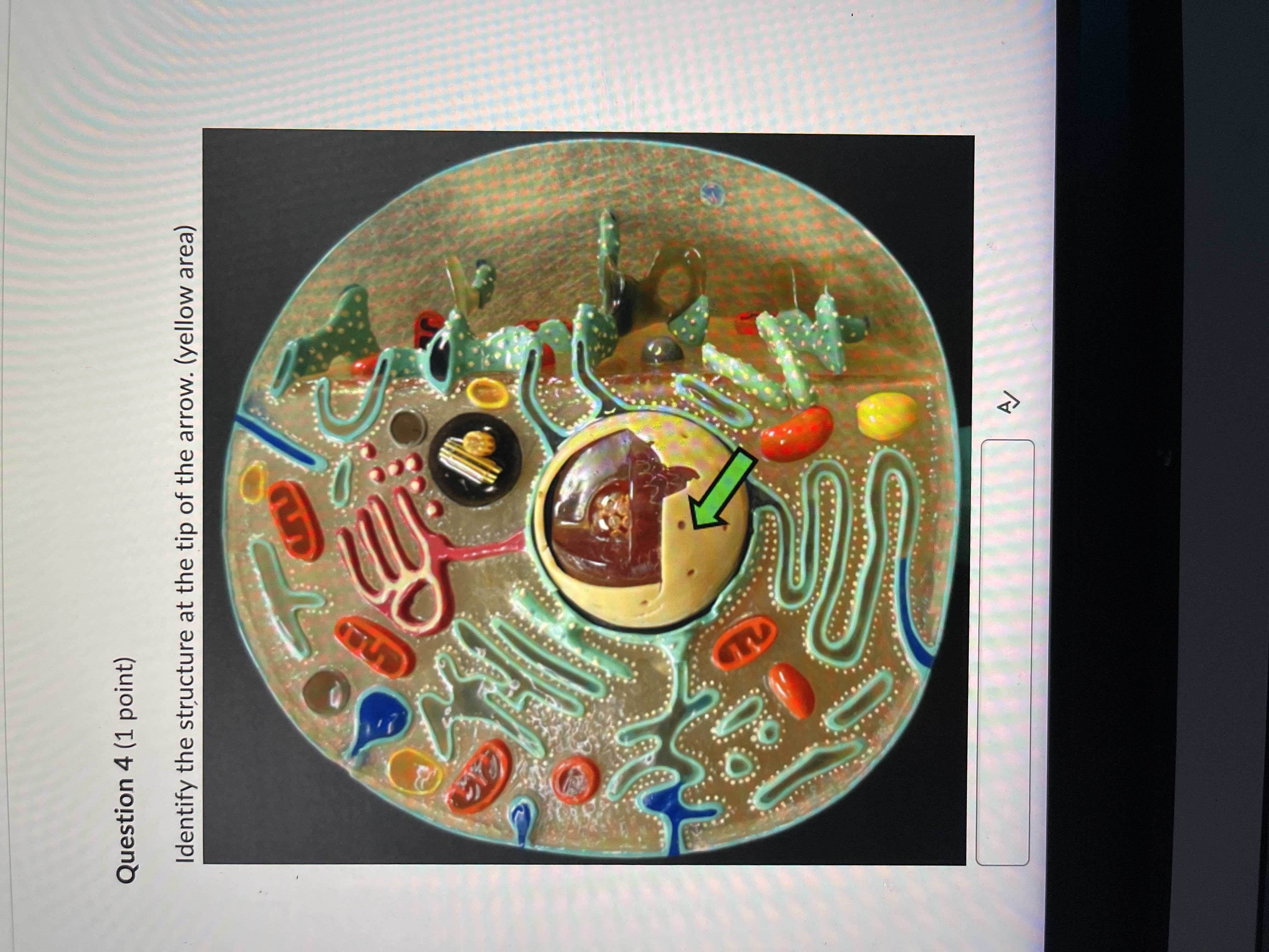 Question 4 ( 1 point ) Identify the structure at