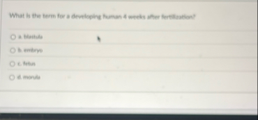 What is the term for a developing human 4 weeks a