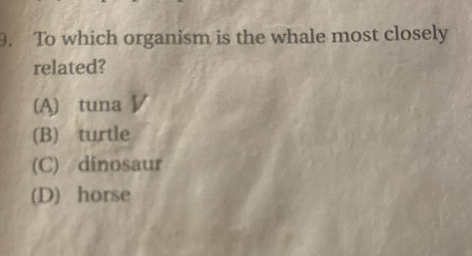? To which organism is the whale most closely