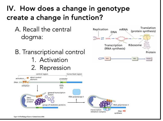 explain IV. How does a change in genotype create