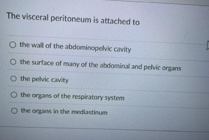 solve The visceral peritoneum is attached to O