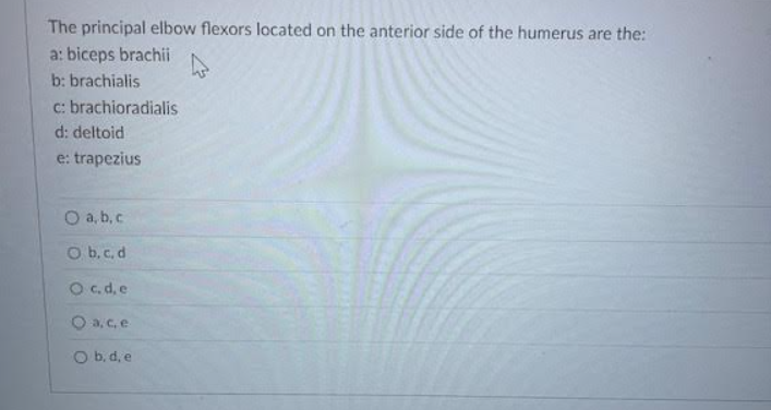 solve The principal elbow flexors located on the