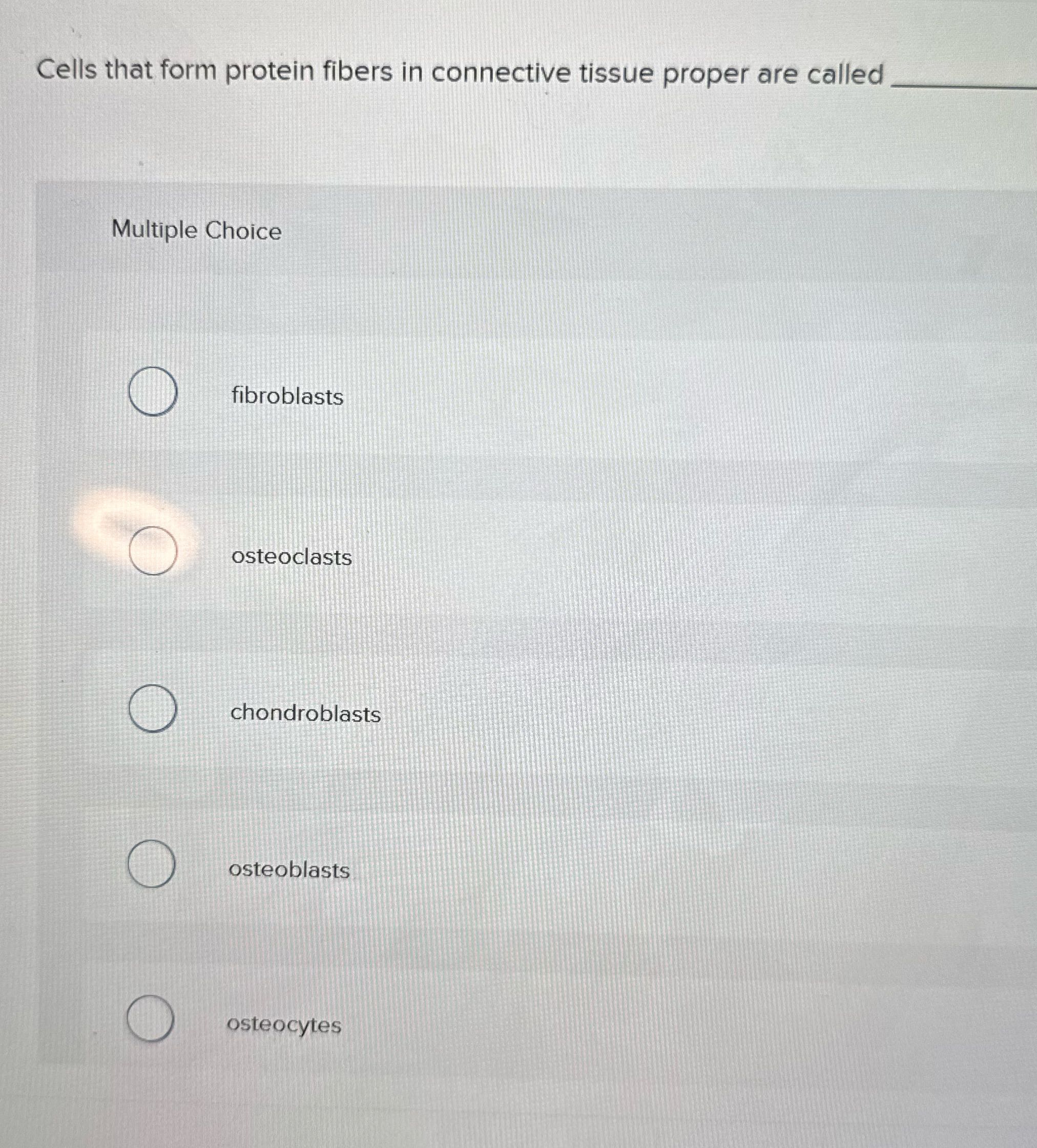 Cells that form protein fibers in connective