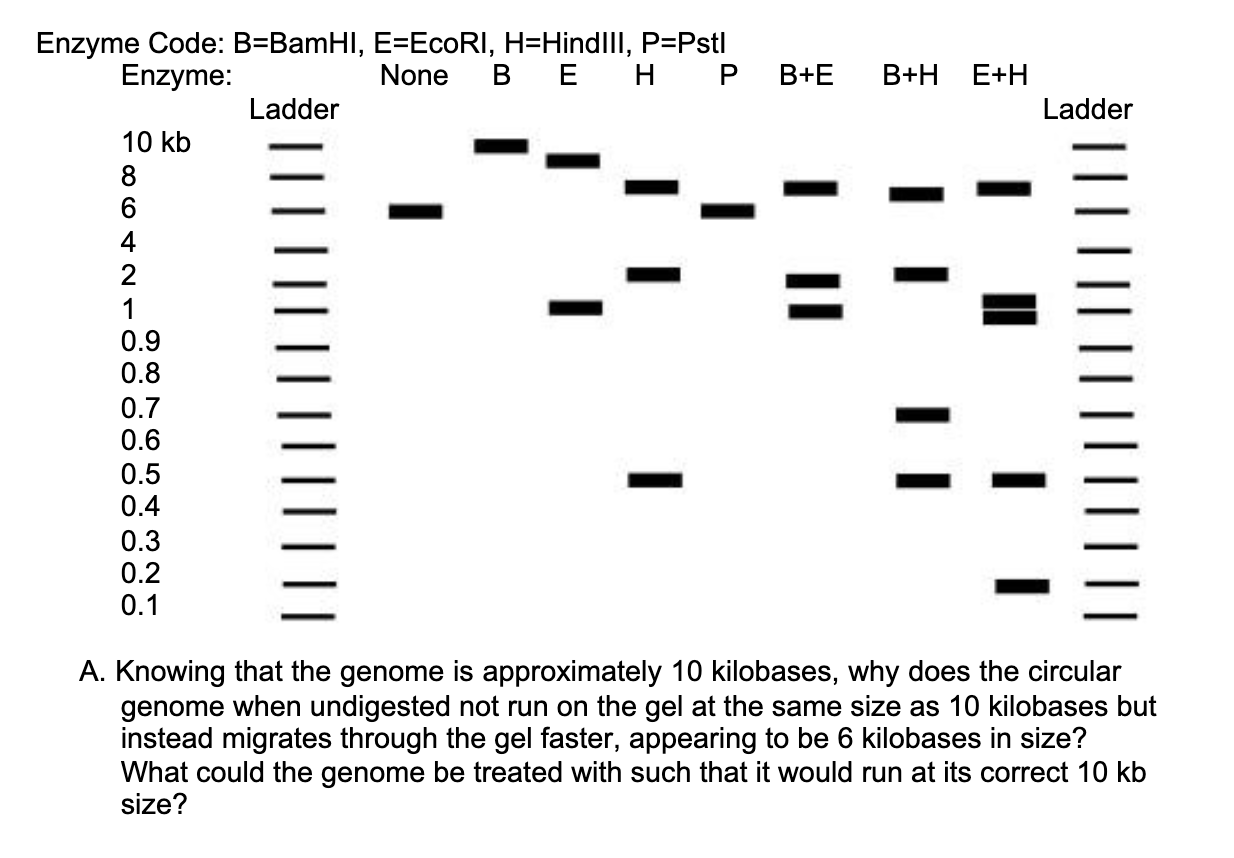 Here it is now answer the questions. Enzyme Code: