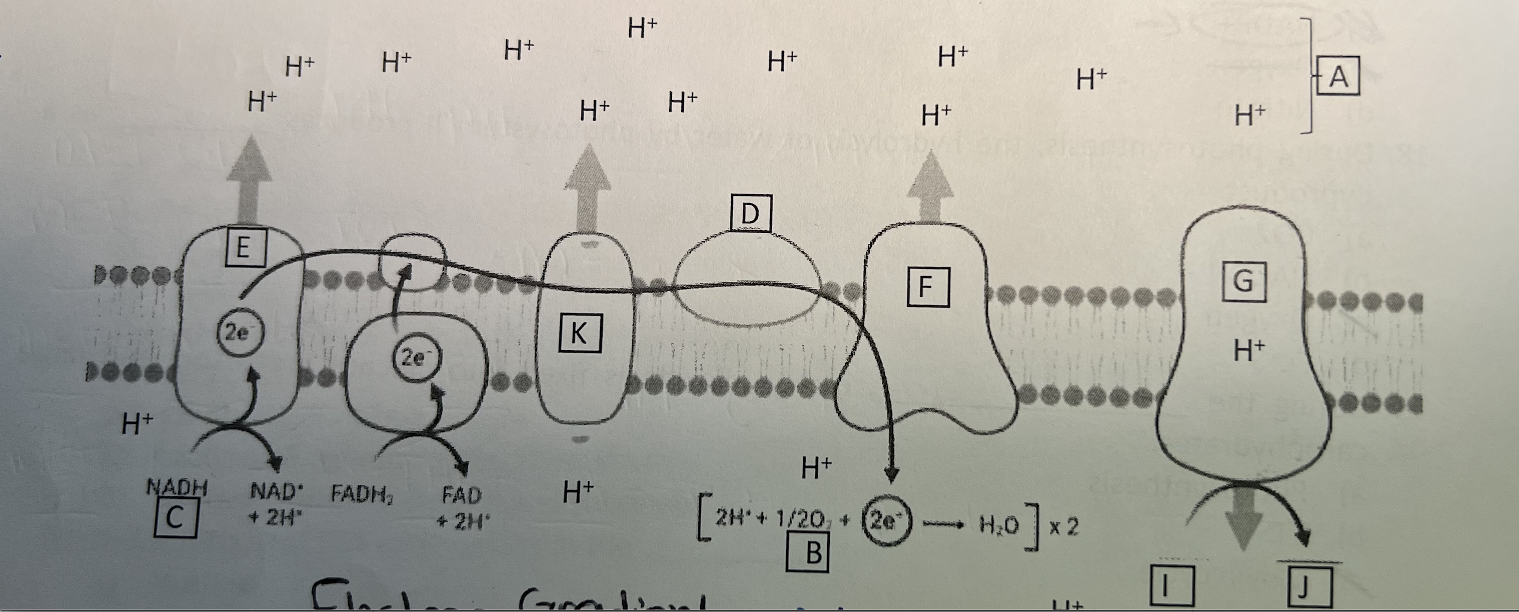 \fA B 90Te- NO C D F A Malate - NO -THT -