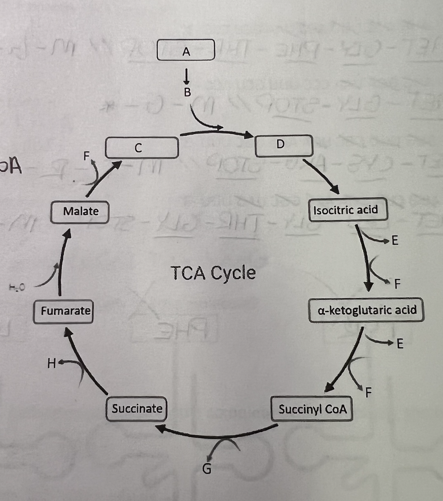 \fA B 90Te- NO C D F A Malate - NO -THT -