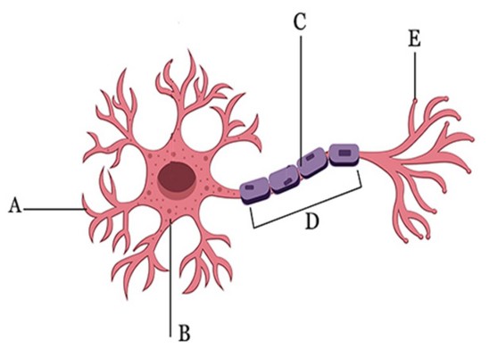 Identify the structure labeled "C" in the image.
