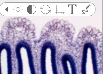 Examine the Agaricus gill longitudinal section